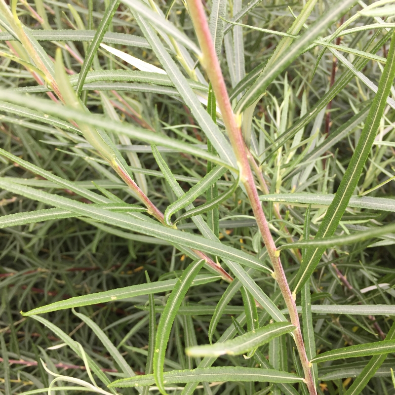 <p><em>Salix eleagnos</em></p>