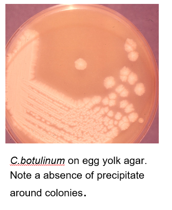 <ul><li><p>the definitive diagnosis is ID of <strong>toxin</strong> in serum, stool, or gastric contents (bioassay) only done in reference labs such as CDC</p></li><li><p>identifying it alone in food is not enough</p></li><li><p>cells are gram variable bacilli that show profuse sub-terminal and free spores</p></li><li><p>Hemolysis is variable, but odor is strong and reminiscent of rotten eggs due to production of H2S</p></li><li><p>Lipase + Indole/urease -</p></li><li><p>can be isolated from clinical samples such as - feces, wounds, tissues, and pus as well as from foods </p></li></ul><p></p>