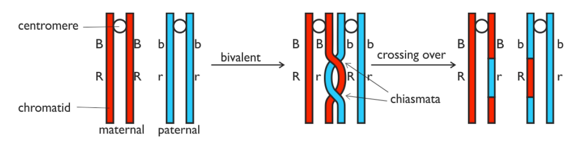 <ul><li><p>While paired in a <strong>bivalent </strong>during <strong>prophase I</strong>, homologous chromosomes exchange corresponding segments at the<strong> chiasmata</strong></p></li></ul><ul><li><p>Produces <strong>new combinations of alleles</strong></p></li></ul><p></p>