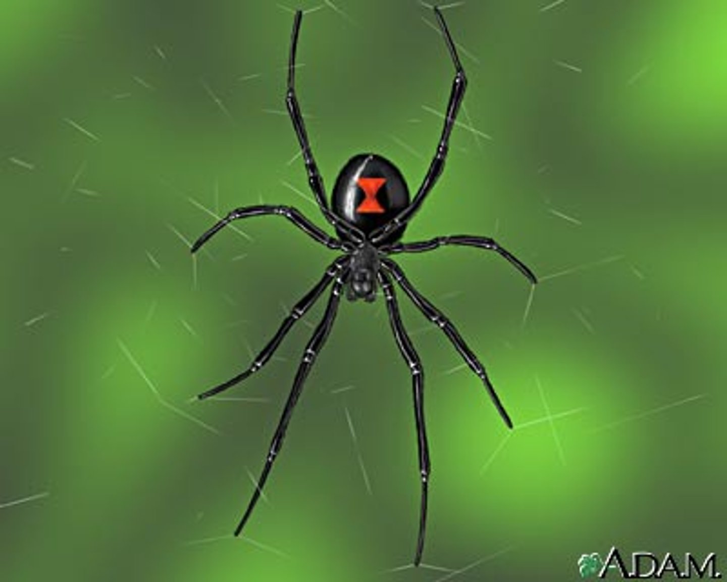 <p>Arthropoda, Arachnida; note the red "hour-glass"</p>