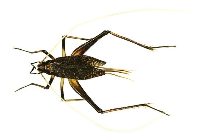 <p>Bell cricket</p>