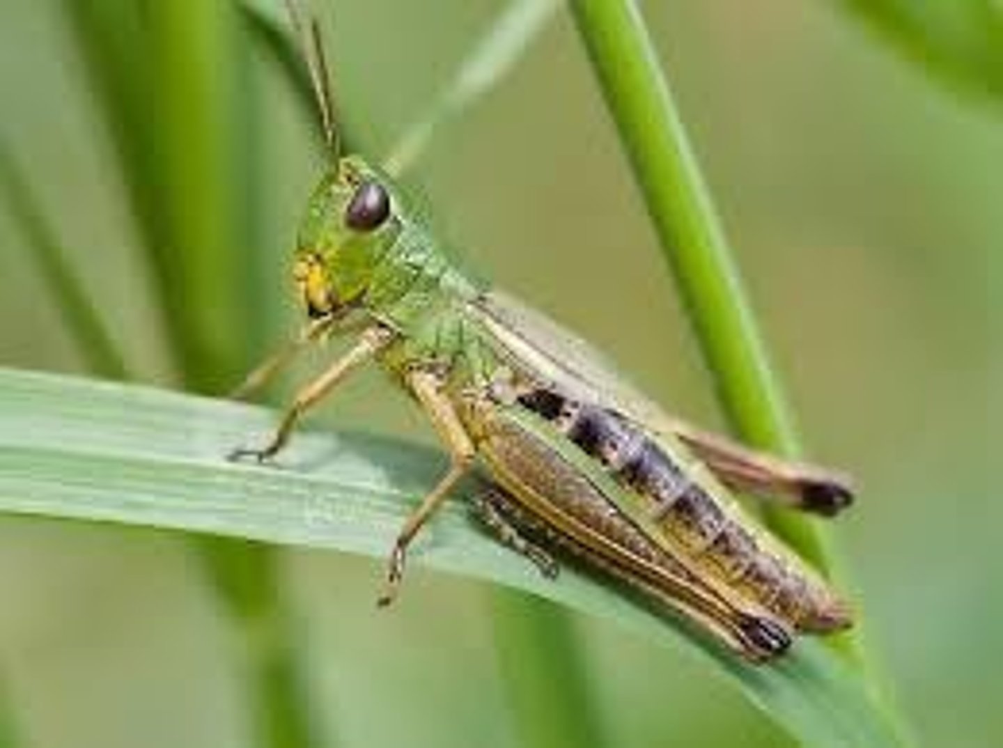 <p>Common name of order: Grasshoppers, locusts, katydids, and crickets. Neopteran. Hemimetabolous.</p>