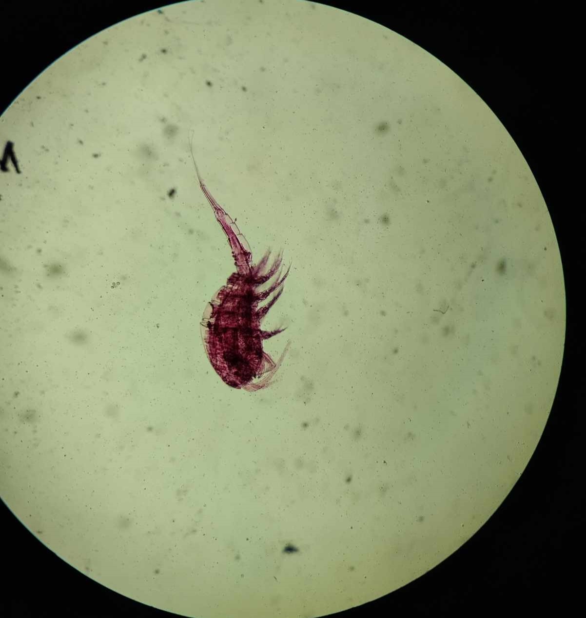 <p>Give genus and parasite</p>