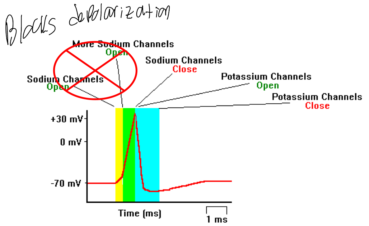 <ul><li><p><strong><u>Reversible competitive inhibitors of Neuronal Na+ Channels</u></strong></p><ul><li><p>Decrease polarization via blocking Na+ channels</p><ul><li><p>Results in the blocking of the A.P initiation</p><ul><li><p><span style="color: rgb(205, 56, 56);"><strong><u>Results in the blockage of nociception conduction (blocks pain signal so it doesn’t reach the brain)</u></strong></span></p></li></ul></li></ul></li></ul></li></ul><p></p>