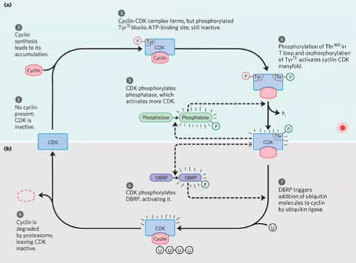 <p>cyclin Plated ATP bind site make inactive, </p><p><strong>ubiquitin </strong>= triggers proteolysis</p><p><strong>proteasomes </strong>= proteolytic enzyme complexes, degrades cyclin leaving CDK inactive</p><p><strong>DBRP </strong>= adds ubiquitin to cyclin</p>