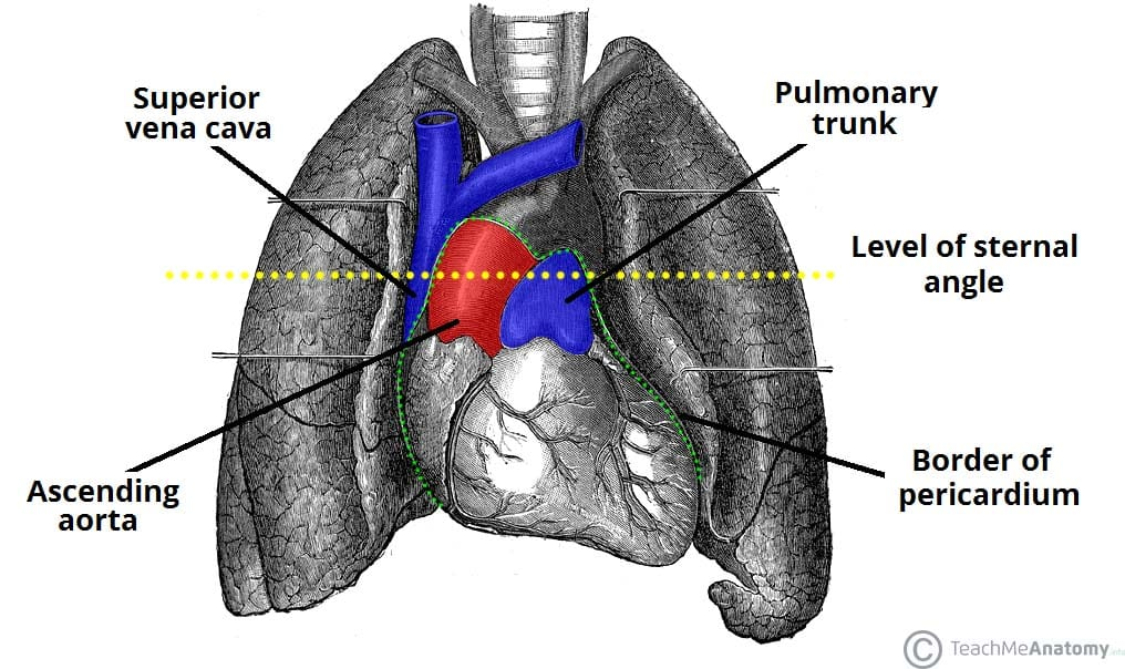 <p>Central compartment of the thoracic cavity between the lungs.</p>