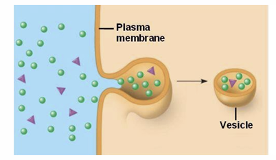 <p>Pinocytosis?</p>