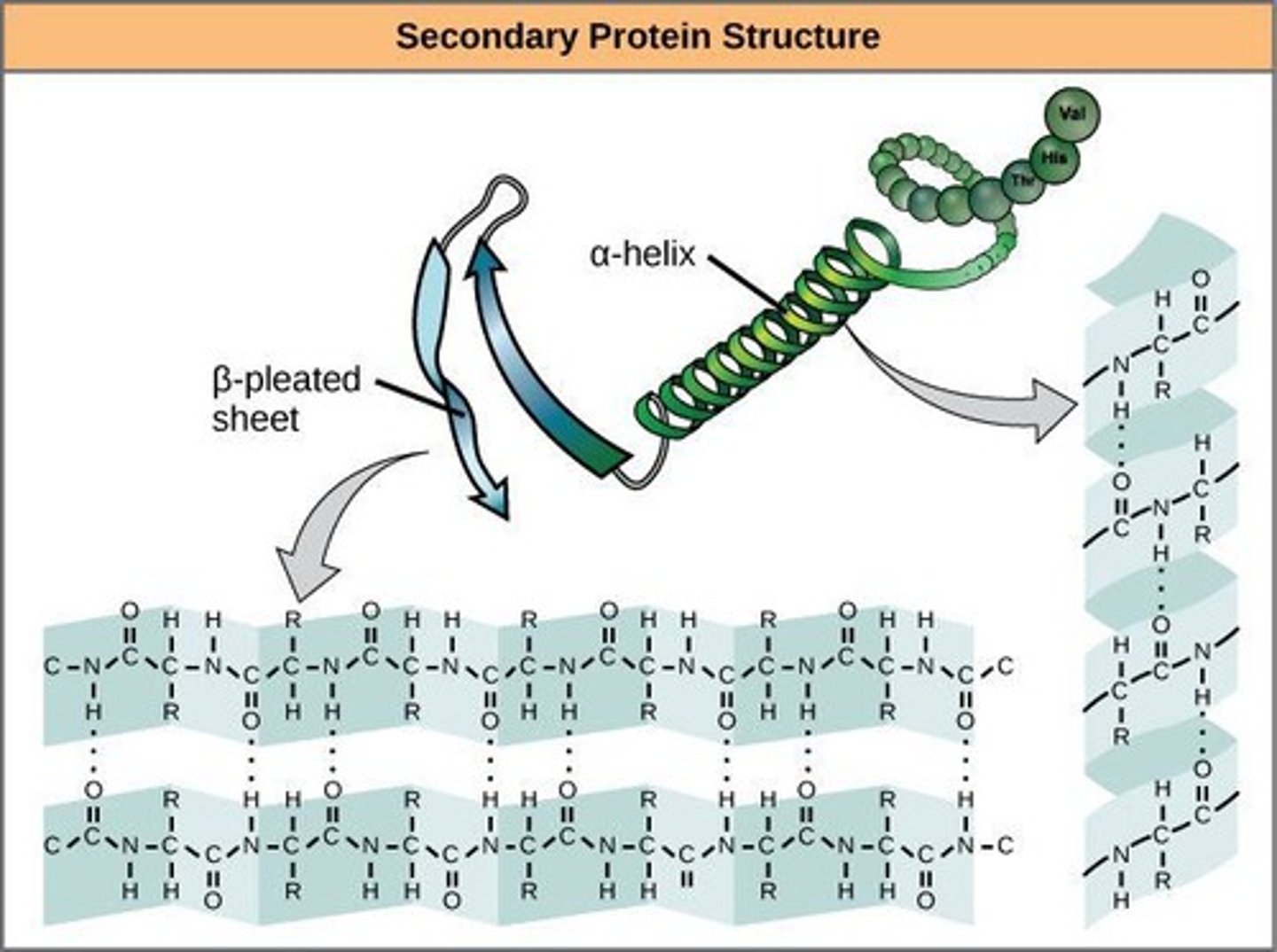 <p>Amine and Carbonyl groups will interact to form Hydrogen bonds</p><p>two types:</p><p>- 𝞪- helix will form a spiral structure</p><p>- 𝜷-pleated sheets form</p>