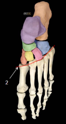 <p>Name joint</p>