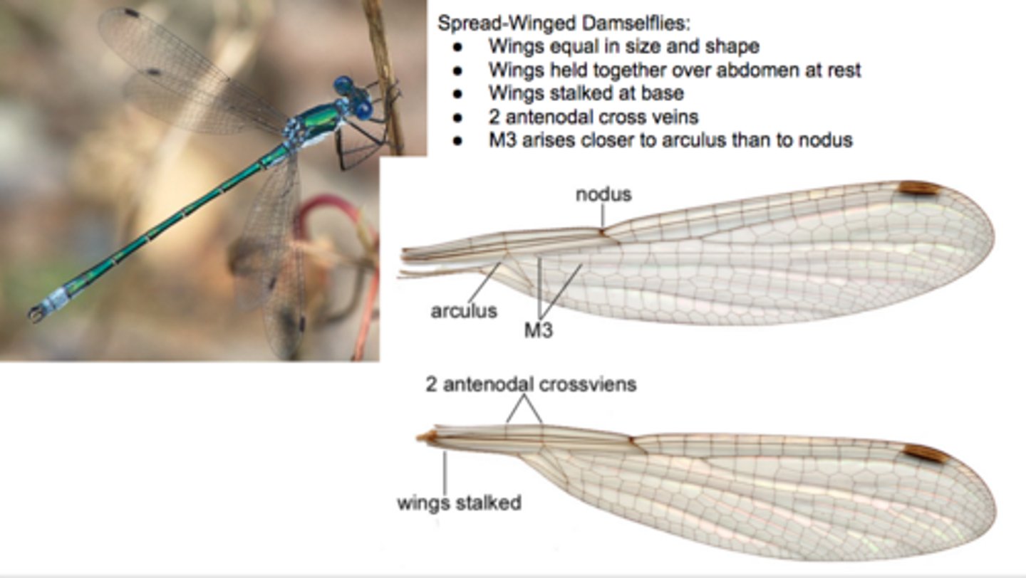 <p>•Suborder Zygoptera</p><p>•Spreadwings</p><p>•Wings are stalked</p><p>•Wings may be held partially open or at an angle away from body at rest</p><p>•2 antenodal crossveins</p><p>•Triangular cell is triangular</p>