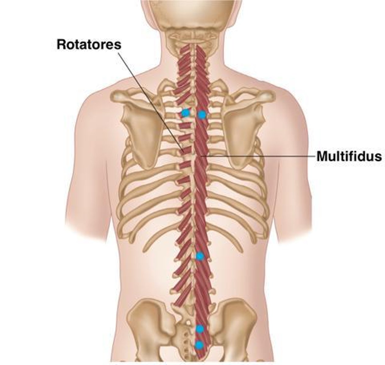 <p>• Bilateral: extension of the vertebral column</p><p>• Unilateral: rotate the vertebral column to opposite side</p>