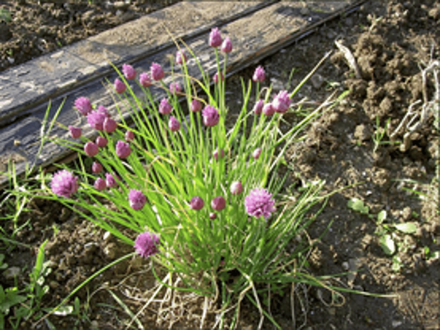 <p>welke plant</p>