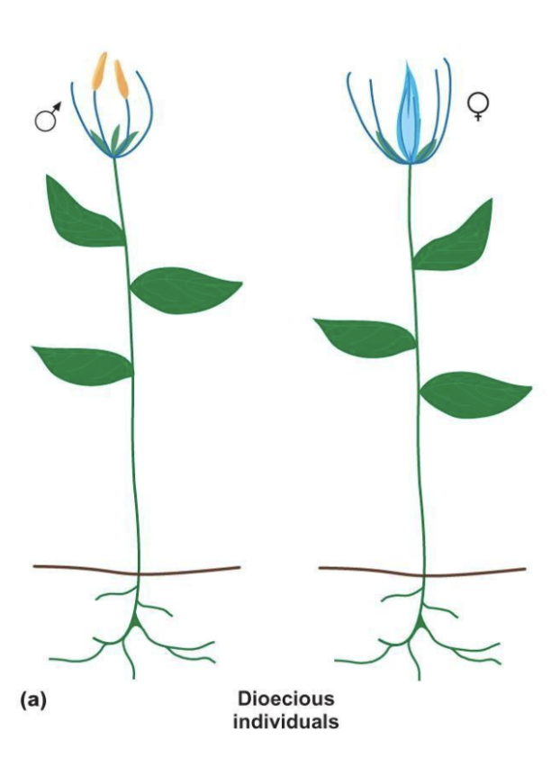 Have __separate male and female plants__

* Ex: holly, kiwi, asparagus