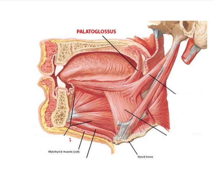 <p>Palatoglossus</p>