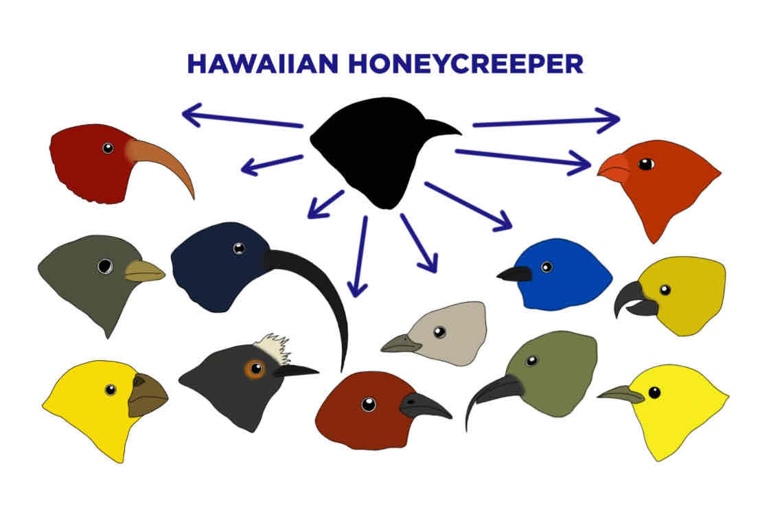<p>Adaptive radiation</p>