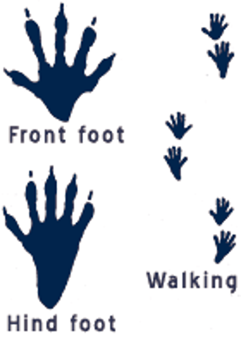 <p>2.5x2.5" front foot, 3.5"x2.5" back foot</p>