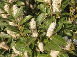 <p>Prunus laurocerasus cv. / Cherry Laurel</p>