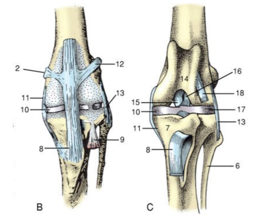 <p>11</p>