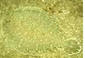 <p>flatfish</p>
