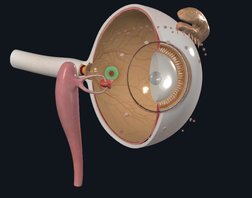 <p>What is highlighted in green</p>