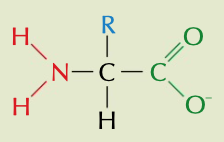 <p>conditions more basic than the isoelectric point where the -COOH group in amino acid loses a proton</p>