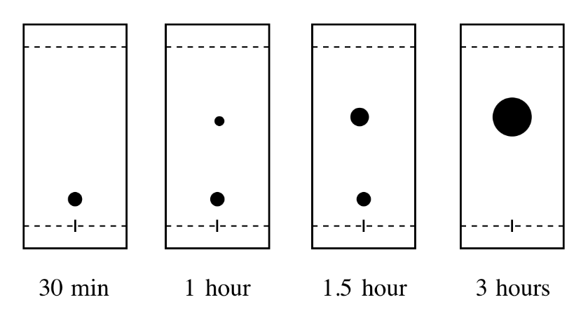 In the enzymatic resolution lab, the enzyme should convert one of the isomeric alcohols to an ester but the other alcohol should remain unreacted. However, if you leave it long enough, the enzyme will slowly react with the isomer also.

\
A student was monitoring their enzymatic resolution laboratory using TLC (see picture).

At what time should the student stop the reaction?