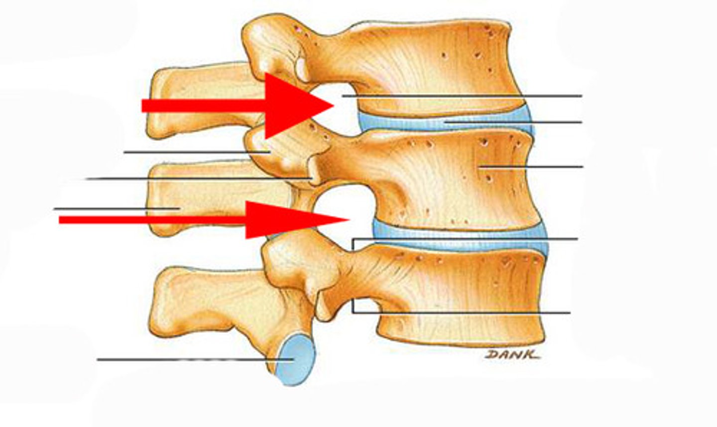 <p>Space between vertebrae to allow for passage of nerves.</p>