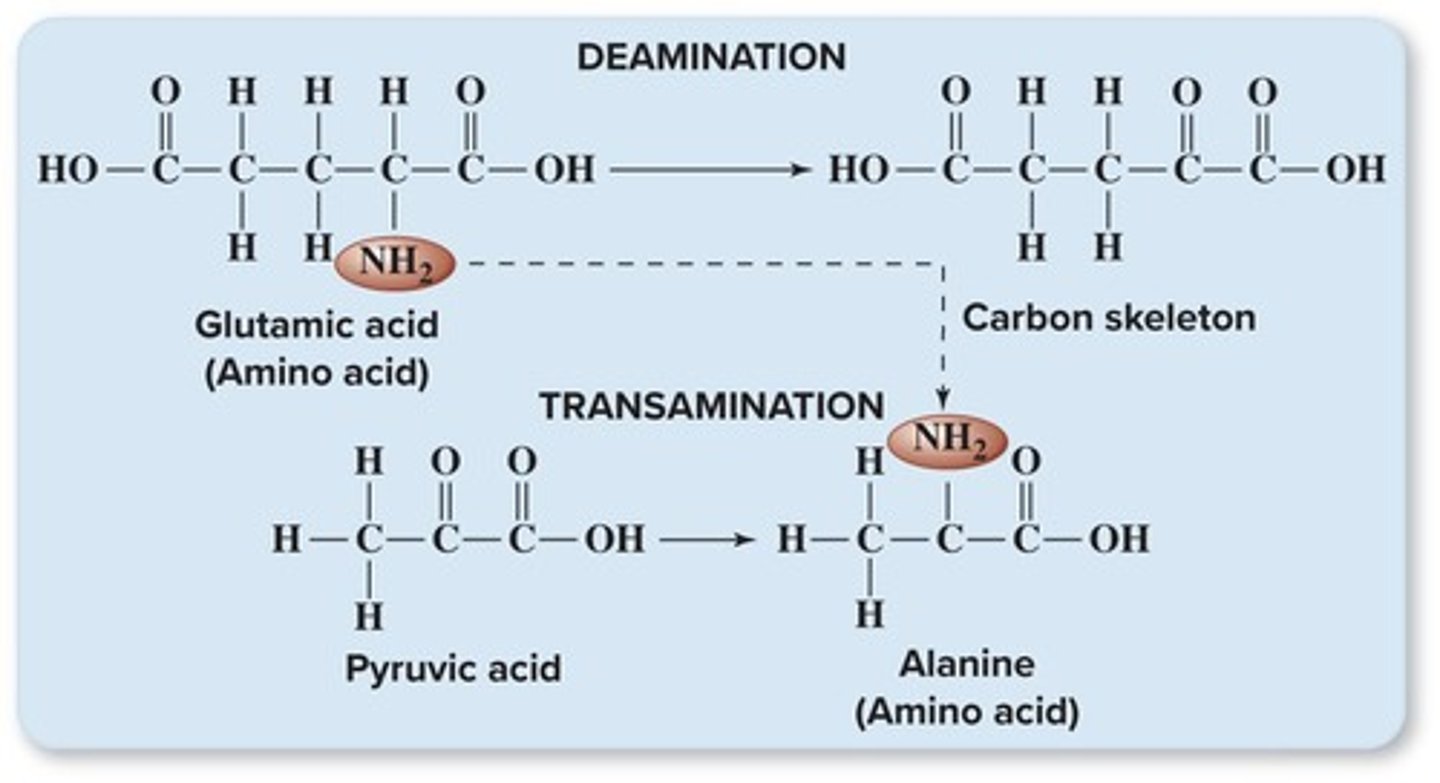 <p>The removal of the nitrogen-containing group from an unneeded amino acid.</p>