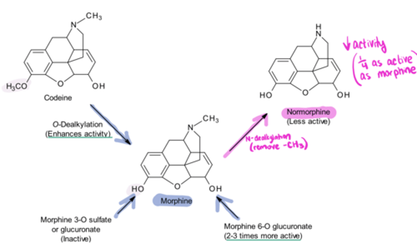 <p>Metabolism of Morphine</p><p>1. morphine → ___ (which is less active)</p><p>2. O-dealkylation of ____ → morphine</p><p>3. Morphine 3-O sulfate or glucuronate → morphine</p><p>4. Morphine 6-O glucuronate → morphine</p>