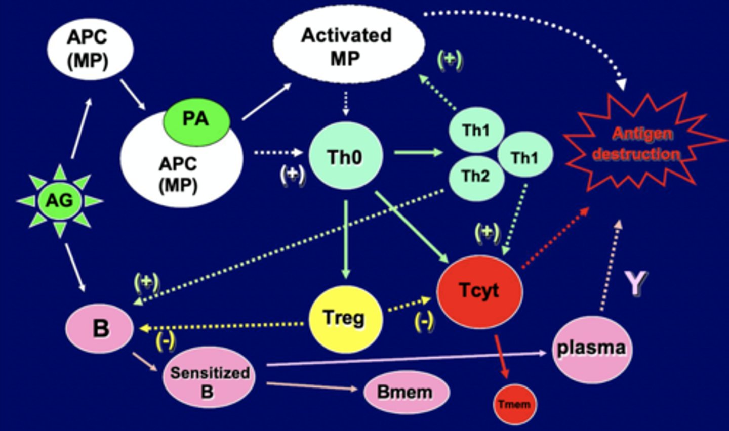 <p>Antigen leads to APC MP, combines with MP, and leads to activated MP. Leads to production/activation of T-helper cells, making TH1 (turn on more macrophage) and Th2 (Turn on B cells). T helpers also help turn on regulatory T or Killer T cells.</p><p>B Cells turned on by Th2 and Antigen, leading to sensitized B cells, and memory B cells. Sensitized B cells also turn into plasma cells that secrete antibodies</p><p>B cells and killer T cells are regulated.</p>