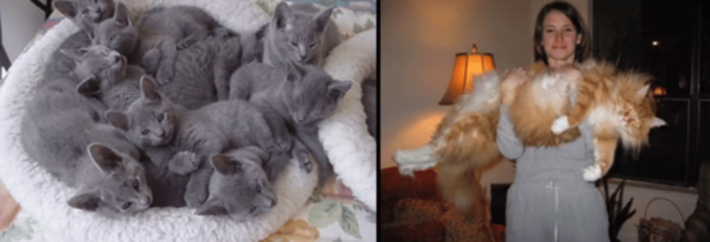 <p>The kittens because</p>