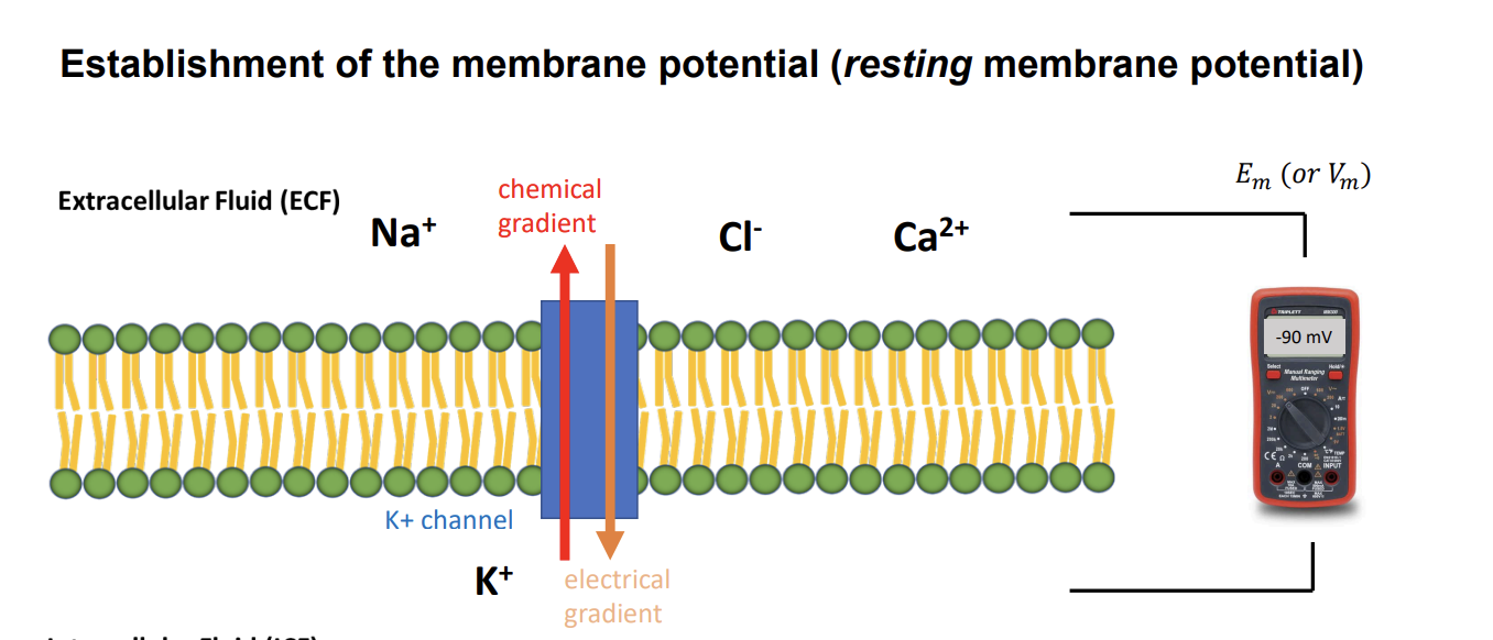 <p>electroneutrality</p>