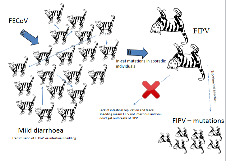 <p>no. </p><p>depends on : </p><ul><li><p>virus biotype / strain </p></li><li><p>dose of virus </p></li><li><p>immune status of cat </p></li></ul><p></p>