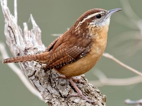 <p>Troglodytidae</p>