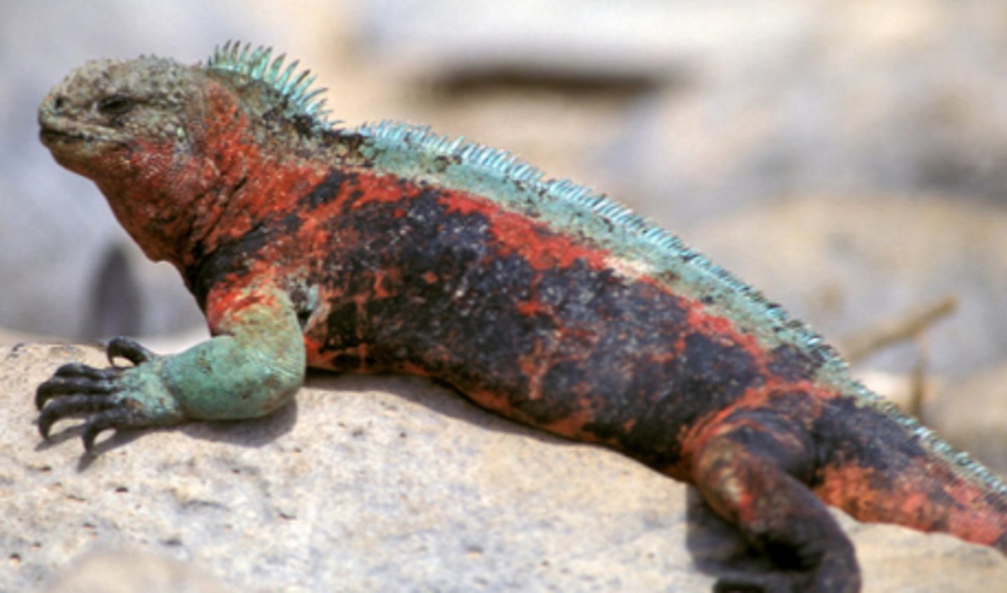 <p>Marine iguanas</p><p>The Galápagos marine iguana is the only sea-going iguana in the world. </p><p>It is found throughout</p><p>the entire archipelago.</p><p>Only the larger, stronger males feed offshore by diving. </p><p>Marine iguanas feed almost entirely on</p><p>algae.</p><p>Diving behavior can be quite impressive, usually lasting from 5-10 minutes, but sometimes lasting as long as 60 minutes.</p><p>Marine iguanas take in lots of salt as they feed, so they must also excrete lots of salt. </p><p>They accomplish this by having the most effective salt glands of any reptile.</p><p>The largest males wait until midday to feed. The rest of the iguanas wait until low tide to feed in the intertidal zone.</p><p>Being ectothermic, marine iguanas regulate their body temperature by behavioral means. </p><p>After sunrise, it assumes a flat basking posture that exposes as much of the body as possible to the</p><p>sun’s rays. When its body reaches 35.5 degrees C, it will change its position to prevent overheating.</p><p>The most commonly assumed posture is “elevated basking”, in which the marine iguana faces</p><p>the sun and raises the front half of its body. </p><p>This reduces the body area exposed to the sun, and raising the body allows any breeze to circulate under the body.</p><p>During swimming, a marine iguana may lose as much as 10 degrees C. </p><p>After swimming they will flatten their body, and orient themselves so as to receive as much sunlight as possible (sideways</p><p>to the sun).</p><p>Marine iguanas are normally black with a few gray, green, or reddish spots. During the breeding</p><p>season, their skin becomes mottled red, orange, green, and black. Most extreme changes like this are on Espanola Island. </p><p>Territorial displays by males usually include head-bobbing, head-butting, and pushing.</p><p>When nesting begins, it’s the females that become aggressive. </p><p>They nest in sandy areas, and guard their nest from other females. After three to four months, the hatchlings emerge. </p><p>These young iguanas are preyed upon by hawks, snakes, lava gulls, herons, cats, and dogs</p>