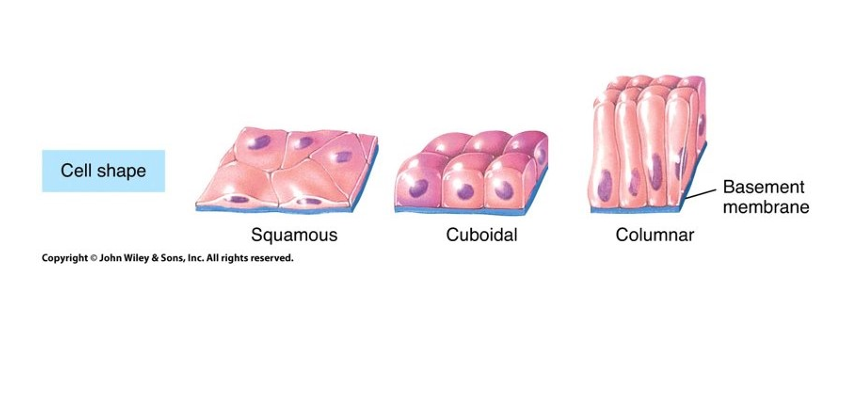 <ol><li><p>squamous - flat</p></li><li><p>Cuboidal - cubed</p></li><li><p>Columnar - skinny and long</p></li></ol>