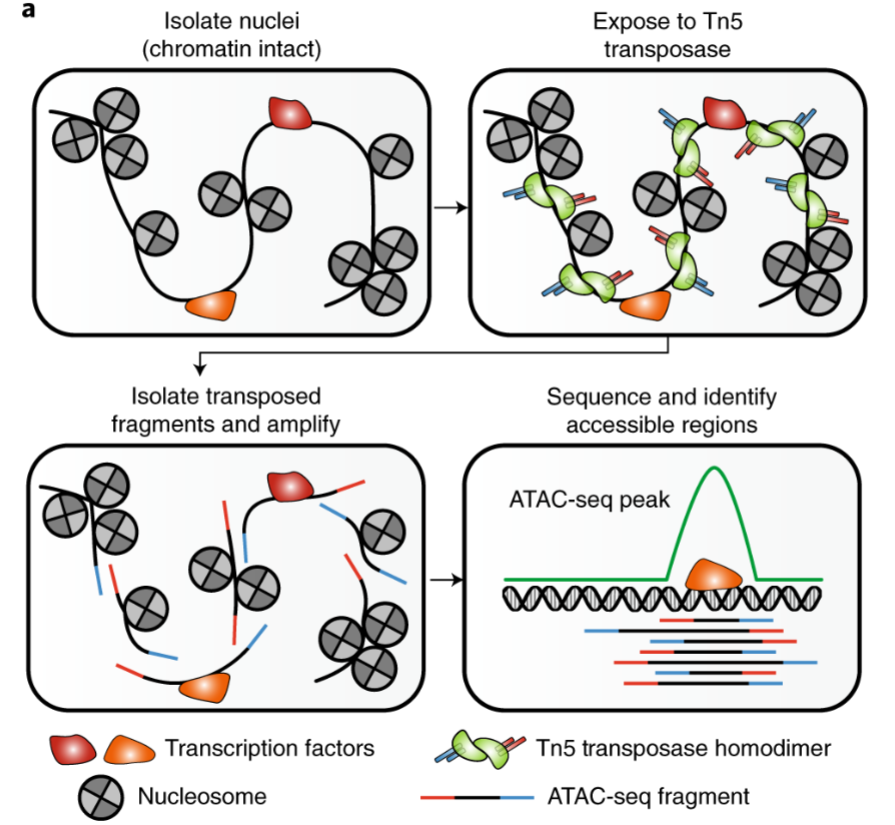 <ol><li><p>Cell Lysis and Nuclei Preparation: cell nuclei isolation and gentle lysis to maintain chromatin integrity</p></li><li><p>Tagmentation: Tn5 transposase used to insert sequencing adapters into open chromatin regions, simultaneously tags and fragments DNA</p></li><li><p>Library Preparation and Sequencing: tagged and fragmented DNA is then purified, amplified, and sequenced using next-generation sequencing</p></li><li><p>Data Analysis: sequencing reads are aligned to reference genome, and peak calling algorithms used to identify regions of increased chromatin accessibility</p></li></ol><p></p>