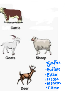 <p><strong>3 Classifications of GI Systems </strong></p><ul><li><p>______</p></li><li><p><strong><mark data-color="blue" style="background-color: blue; color: inherit;">1 compartamentalized stomach with FOUR compartments </mark></strong></p><ul><li><p>Cattle</p></li><li><p>Goats</p></li><li><p>Sheep</p></li><li><p>Deer</p></li><li><p>Giraffes</p></li><li><p>Buffalo</p></li><li><p>Bison</p></li></ul></li></ul><p></p>