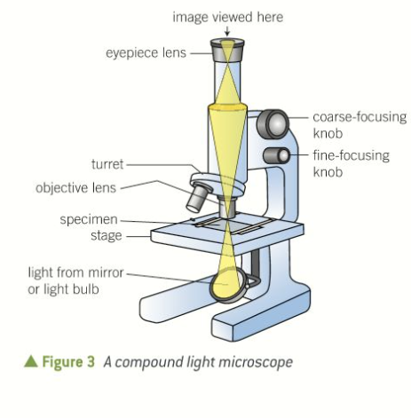 <p>2 (objective - placed near to specimen, eyepiece - through which specimen is viewed). objective produced magnified image, which is magnified again by the eyepiece</p><p>allows for a much higher mag + reduced chromatic aberration than that in simple microscope</p>