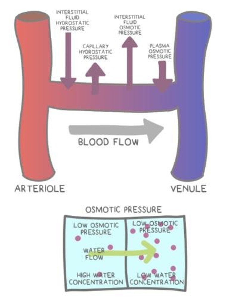 <p>Plasma is forced out of the arterial end of a capillary due to high hydrostatic pressure.</p>