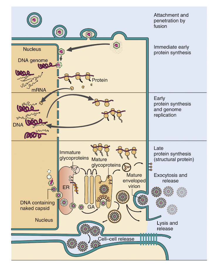 <p>De flesta DNA-virus behöver ta sig till kärnan för att initiera transkription. Antingen har de med sig sitt eget <strong>DNA-polymeras </strong>eller så använder de värdecellens.</p><p>Virus DNA-bindande proteiner interagerar med <strong>enhancers</strong> som kommer initiera transkription.</p>