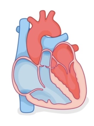 <p>Label this diagram of the heart.</p>