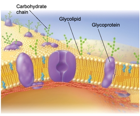 <p>Glycoproteins &amp; glycolipids</p><p>Provides protection, cell recognition, and stability to the cell membrane. </p>