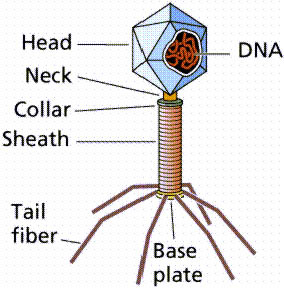 A virus that infects bacteria; also called a phage.