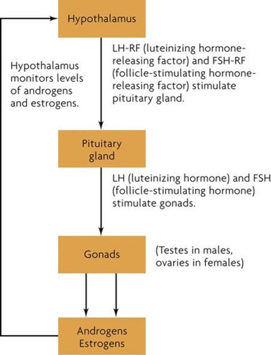 <p>Regulates hormonal changes during puberty.</p>