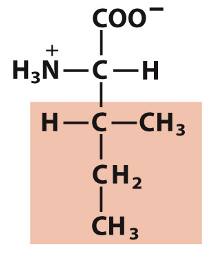 <p>Which amino acid is this?</p>