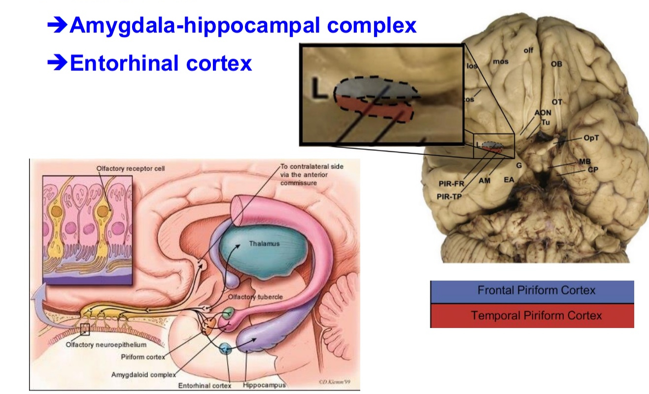 <p><span>After odor information is processed in the&nbsp;olfactory bulb, it travels directly to several brain regions&nbsp;without first going through the thalamus&nbsp;(which is unusual for sensory systems). </span></p><p><span>➔Amygdala-hippocampal complex</span></p><p><span> ➔Entorhinal cortex</span></p>