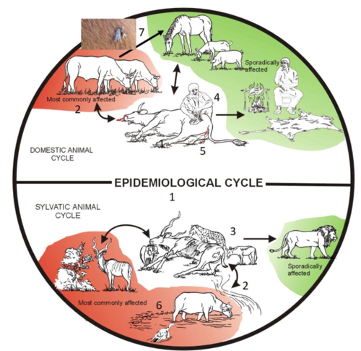 <p>1. Fast Growing Bacteria in dying animal, reaches high levels in blood, as carcass is open and blood is exposed bacteria sporulate and enter the soil</p><p>2. Ruminants. They release greater number of Spores into the soil.</p><p>3. Ruminants &gt; Equids &gt; Humans/Pigs/Carnivores</p>
