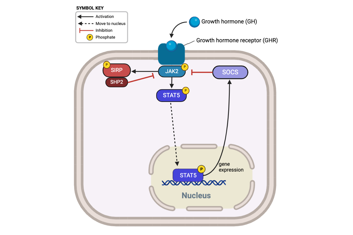 <p>Which proteins directly terminate this signaling pathway by inhibiting JAK2? Select all that apply.</p><p>a. GHR</p><p>b. SIRP</p><p>c. SOCS</p><p>d. STAT5</p><p>e. SHP2</p>