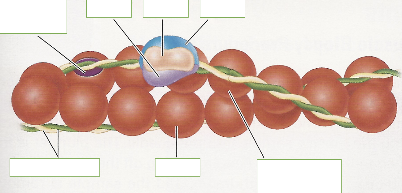 <p>label: covered active site, Tnl, TnC, TnT, tropomyosin, actin, head to tail overlap</p>